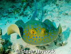 Blue spotted ray, swimming towards the camera by Steve Laycock 